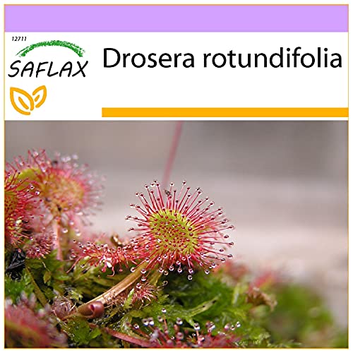 SAFLAX - Rundblättriger Sonnentau - 50 Samen - Drosera rotundifolia von Saflax