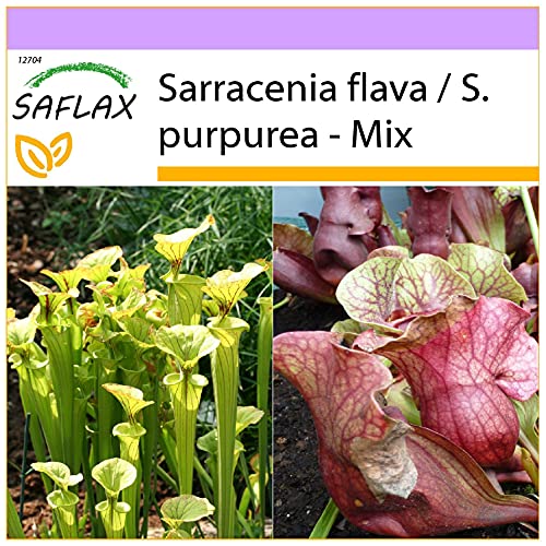 SAFLAX - Schlauch- / Kannenpflanze - 10 Samen - Sarracenia Mix von Saflax