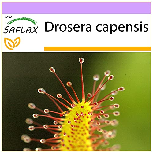 SAFLAX - Sonnentau - 200 Samen - Drosera capensis von Saflax