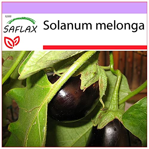 SAFLAX - Gemüse-Aubergine - Eierbaum - 20 Samen - Solanum melonga von Saflax