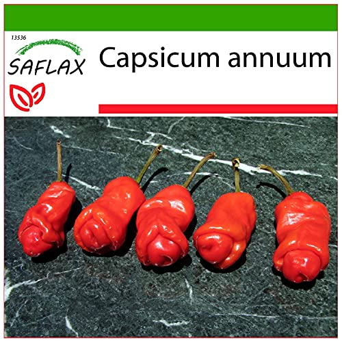 SAFLAX - Chili - Peter Peppers Penis Chili - 10 Samen - Mit keimfreiem Anzuchtsubstrat - Capsicum annuum von Saflax