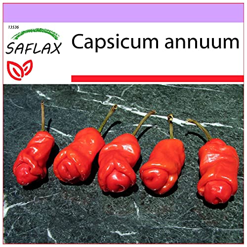 SAFLAX - Chili - Peter Peppers Penis Chili - 10 Samen - Capsicum annuum von Saflax