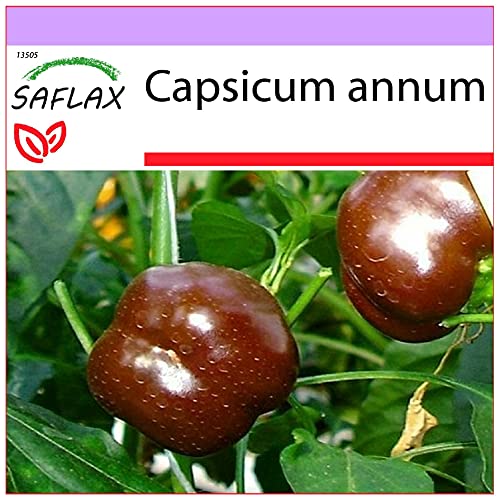 SAFLAX - Paprika - Sweet Chocolate x - 10 Samen - Capsicum annum von Saflax