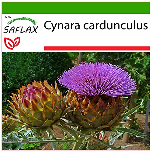 SAFLAX - Stielgemüse - Spanische Artischocke - 50 Samen - Mit keimfreiem Anzuchtsubstrat - Cynara cardunculus von Saflax