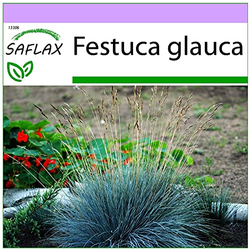SAFLAX - Gräser-Bambus-Blauschwingel-Gras - 50 Samen - Festuca glauca von Saflax