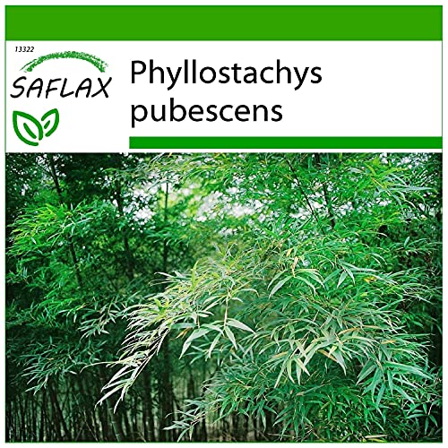 SAFLAX - Gräser-Bambus-Moso Riesenbambus - 20 Samen - Mit keimfreiem Anzuchtsubstrat - Phyllostachys pubescens von Saflax