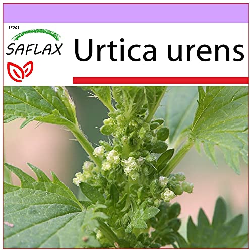 SAFLAX - Heilpflanzen - Brennessel - 150 Samen - Urtica urens von Saflax