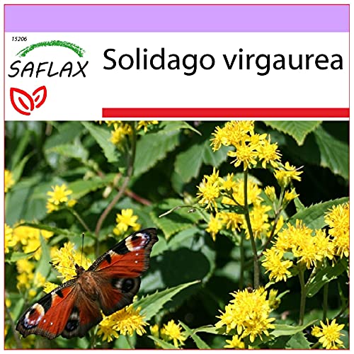 SAFLAX - Heilpflanzen - Echte Goldrute - 100 Samen - Solidago virgaurea von Saflax