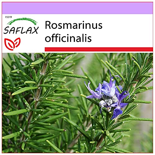 SAFLAX - Heilpflanzen - Echter Rosmarin - 100 Samen - Rosmarinus officinalis von Saflax