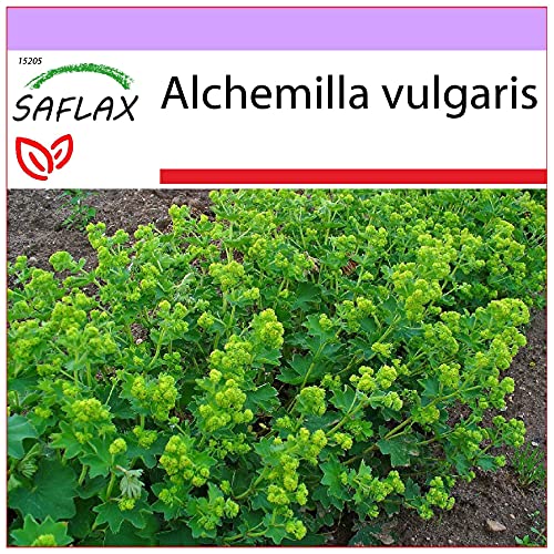 SAFLAX - Heilpflanzen - Frauenmantel - 100 Samen - Alchemilla vulgaris von Saflax