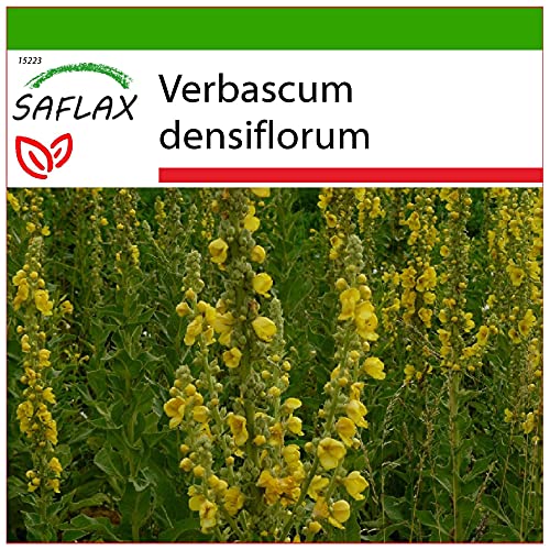 SAFLAX - Heilpflanzen - Großblumige Königskerze - 500 Samen - Mit keimfreiem Anzuchtsubstrat - Verbascum densiflorum von Saflax
