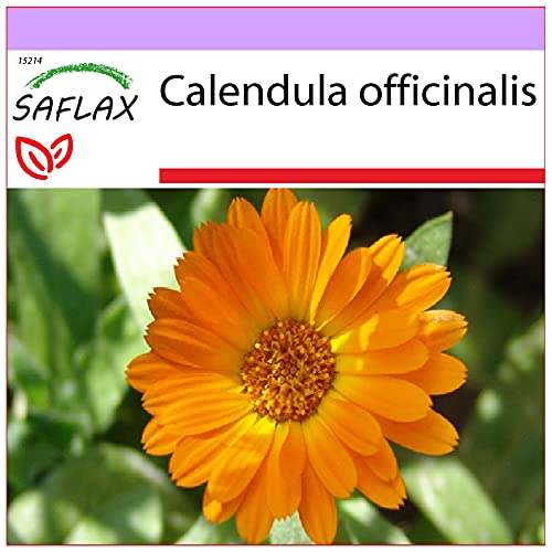 SAFLAX - Heilpflanzen - Ringelblume - 50 Samen - Calendula officinalis von Saflax