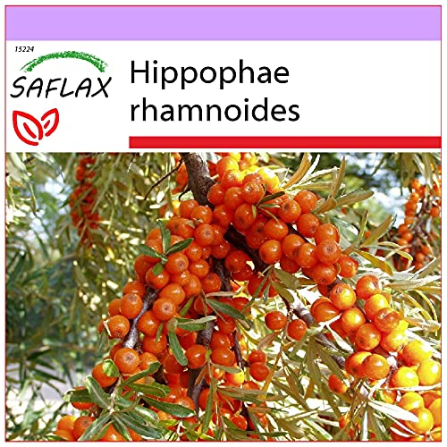 SAFLAX - Heilpflanzen - Sanddorn - 40 Samen - Hippophae rhamnoides von Saflax