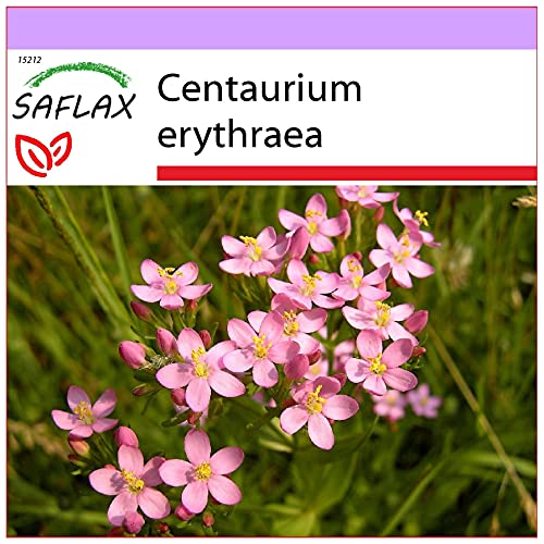 SAFLAX - Heilpflanzen - Tausendgüldenkraut - 250 Samen - Centaurium erythraea von Saflax