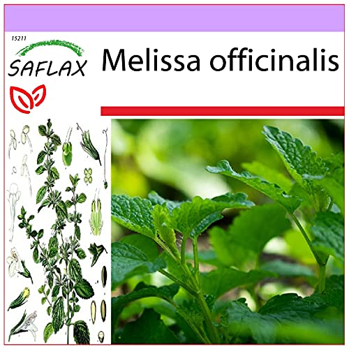SAFLAX - Heilpflanzen - Zitronen - Melisse - 150 Samen - Melissa officinalis von Saflax