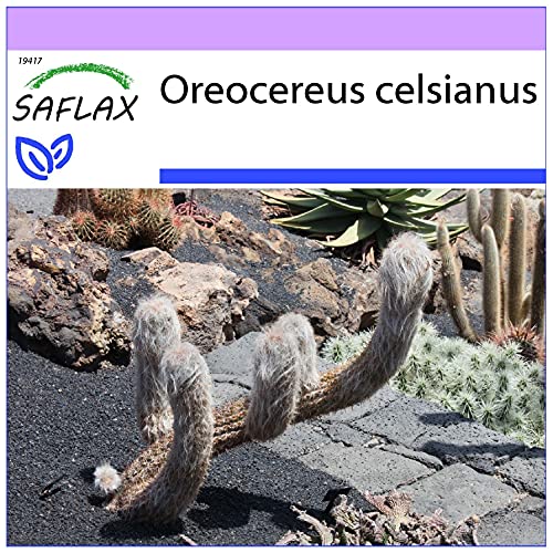 SAFLAX - Kakteen - Alter Mann der Anden - 40 Samen - Oreocereus celsianus von Saflax