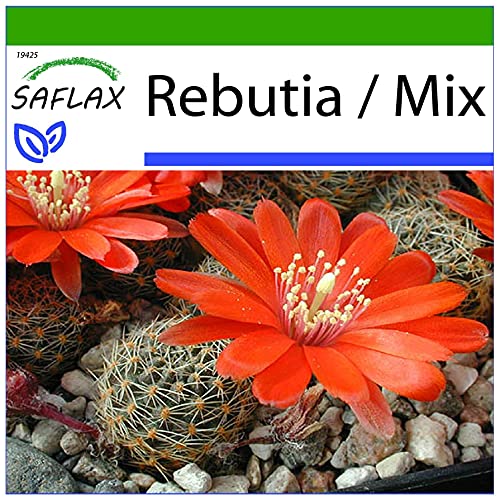 SAFLAX - Kakteen - Argentinischer Zwergkaktus - 40 Samen - Mit keimfreiem Anzuchtsubstrat - Rebutia Mix von Saflax