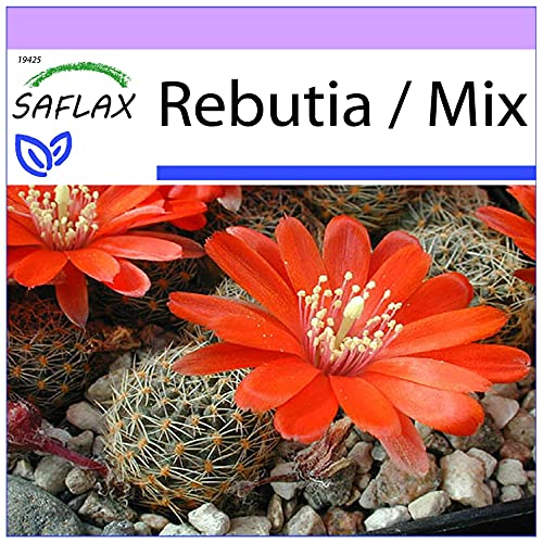 SAFLAX - Kakteen - Argentinischer Zwergkaktus - 40 Samen - Rebutia Mix von Saflax