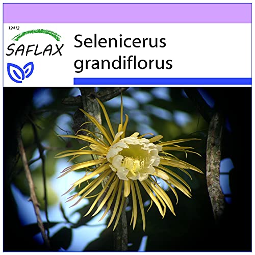 SAFLAX - Kakteen - Königin der Nacht - 40 Samen - Selenicerus grandiflorus von Saflax