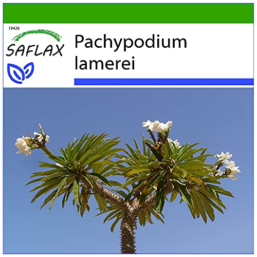 SAFLAX - Kakteen - Madagascar - Palme - 10 Samen - Mit keimfreiem Anzuchtsubstrat - Pachypodium lamerei von Saflax