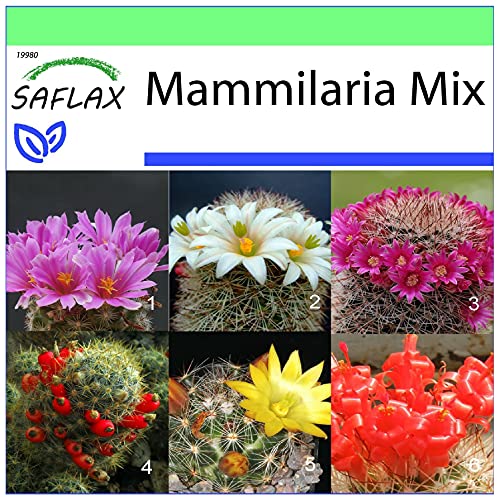 SAFLAX - Kakteen - Mammilaria Mischung - 40 Samen - Mammilaria Mix von Saflax