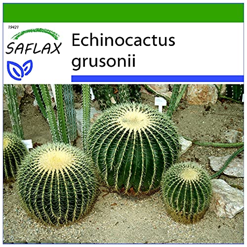 SAFLAX - Kakteen - Schwiegermutterstuhl - 40 Samen - Mit keimfreiem Anzuchtsubstrat - Echinocactus grusonii von Saflax