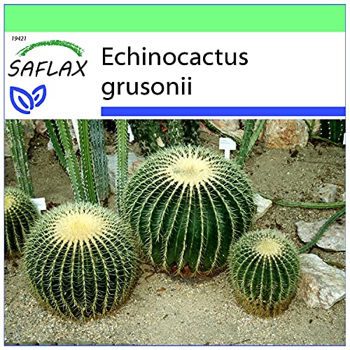 SAFLAX - Kakteen - Schwiegermutterstuhl - 40 Samen - Echinocactus grusonii von Saflax