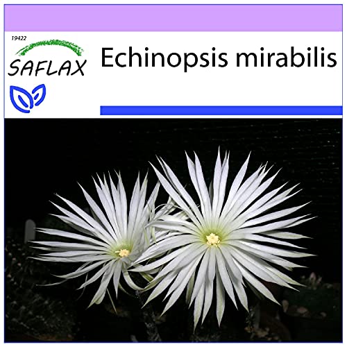 SAFLAX - Kakteen - Seeigelkaktus - 40 Samen - Echinopsis mirabilis von Saflax