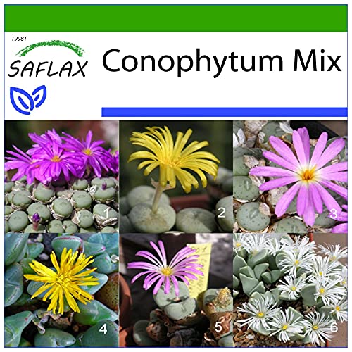 SAFLAX - Sukkulenten - Blühende Steine/Conophytum Mix - 40 Samen - Mit keimfreiem Anzuchtsubstrat - Conophytum Mix von Saflax