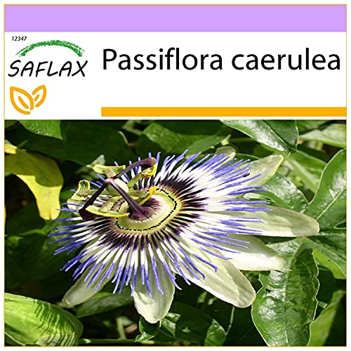 SAFLAX - Blaue Passionsblume - 25 Samen - Passiflora caerulea von Saflax