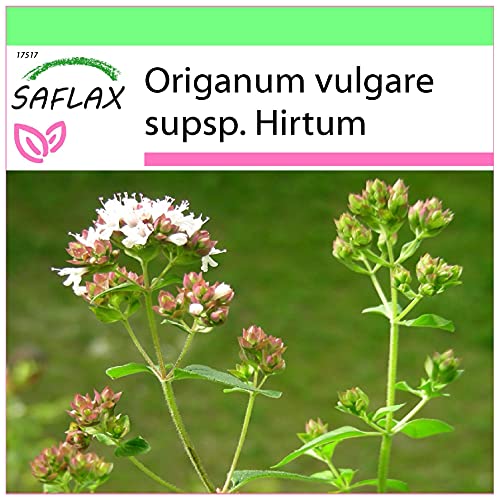 SAFLAX - Kräuter - Griechischer Oregano - 600 Samen - Origanum vulgare von Saflax