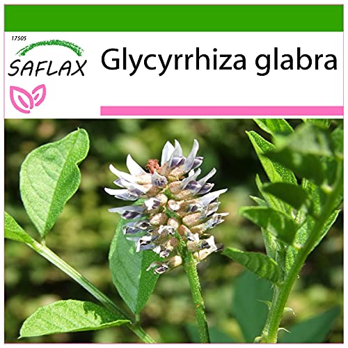 SAFLAX - Kräuter - Süßholz/Lakritze - 30 Samen - Mit keimfreiem Anzuchtsubstrat - Glycyrrhiza glabra von Saflax