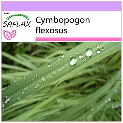 SAFLAX - Kräuter - Zitronengras - 50 Samen - Cymbopogon flexosus von Saflax