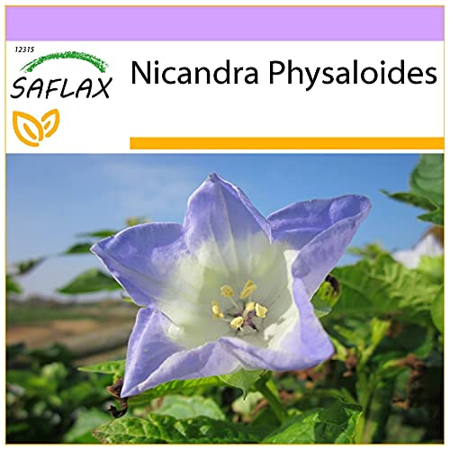 SAFLAX - Blaue Lampionblume - 100 Samen - Nicandra physaloides von Saflax