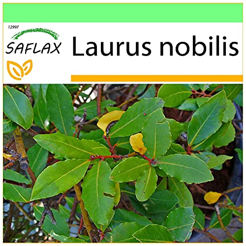 SAFLAX - Gewürzlorbeerbaum - 6 Samen - Laurus nobilis von Saflax