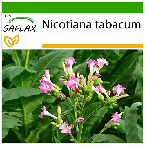SAFLAX - Echter Virginischer Tabak - 250 Samen - Mit keimfreiem Anzuchtsubstrat - Nicotiana tabacum von Saflax
