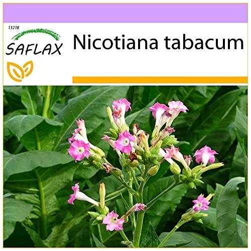 SAFLAX - Echter Virginischer Tabak - 250 Samen - Nicotiana tabacum von Saflax