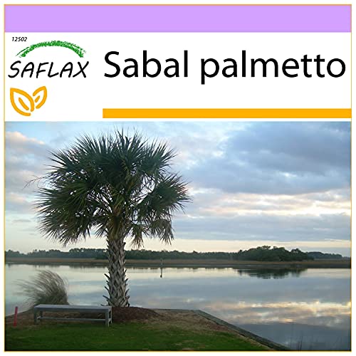 SAFLAX - Palmettopalme - 8 Samen - Sabal palmetto von Saflax