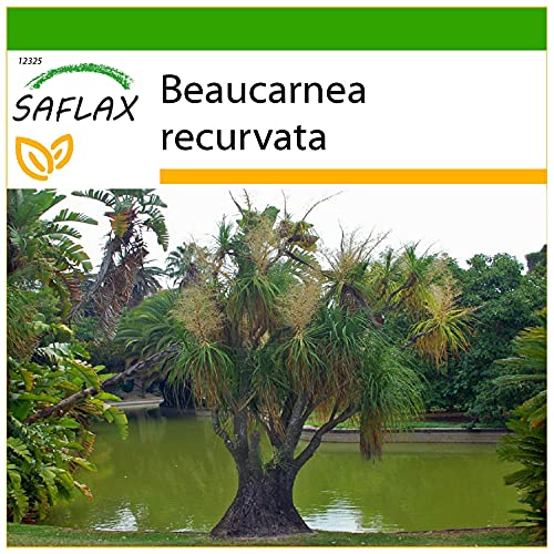 SAFLAX - Elefantenfuß/Flaschenbaum - 10 Samen - Mit keimfreiem Anzuchtsubstrat - Beaucarnea recurvata von Saflax