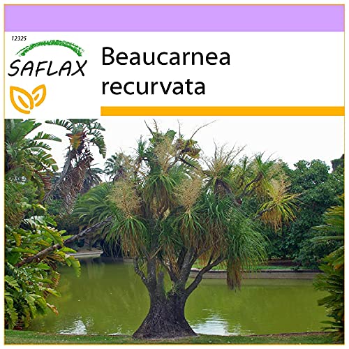 SAFLAX - Elefantenfuß/Flaschenbaum - 10 Samen - Beaucarnea recurvata von Saflax