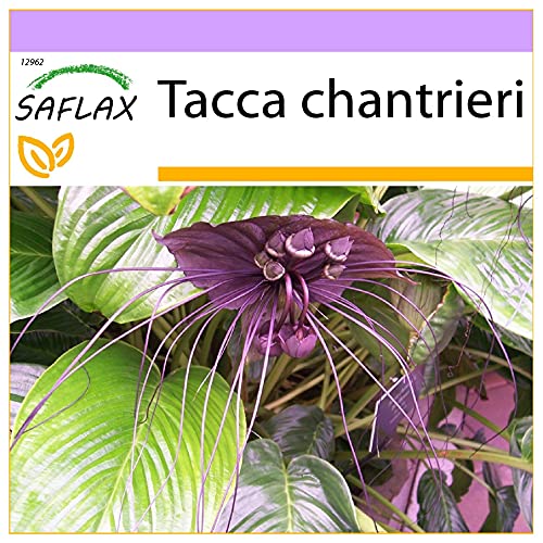 SAFLAX - Fledermausblume - 10 Samen - Tacca chantrieri von Saflax
