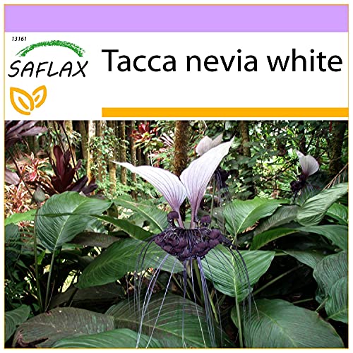 SAFLAX - Nepalesische Riesen - Fledermausblume - 10 Samen - Tacca nevia white von Saflax