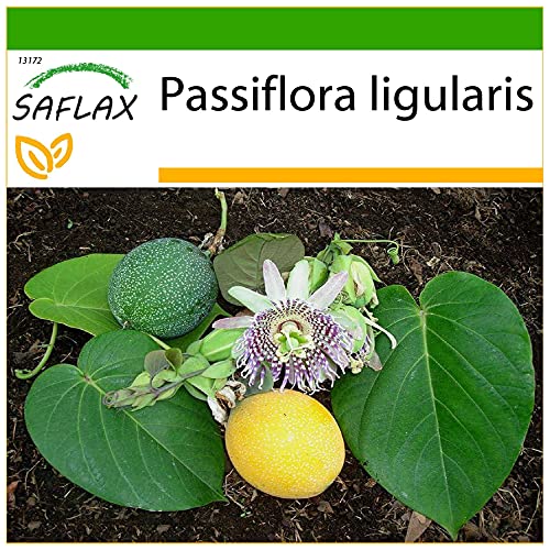 SAFLAX - Süße Granadilla - 20 Samen - Mit keimfreiem Anzuchtsubstrat - Passiflora ligularis von Saflax