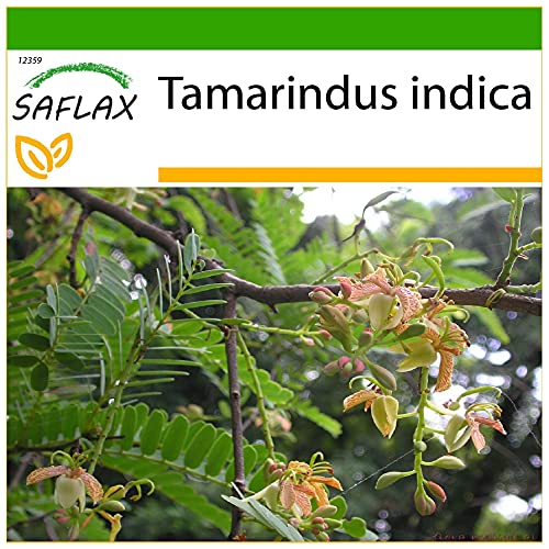 SAFLAX - Tamarinde/Indischer Dattelbaum - 4 Samen - Mit keimfreiem Anzuchtsubstrat - Tamarindus indica von Saflax