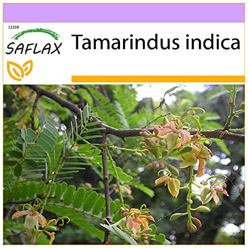 SAFLAX - Tamarinde/Indischer Dattelbaum - 4 Samen - Tamarindus indica von Saflax