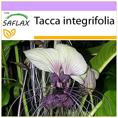 SAFLAX - Weiße Fledermausblume - 10 Samen - Tacca integrifolia von Saflax