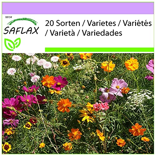 SAFLAX - Wildblumen: Schnittblumen Wiese - 1000 Samen - 20 Wildflower Mix von Saflax