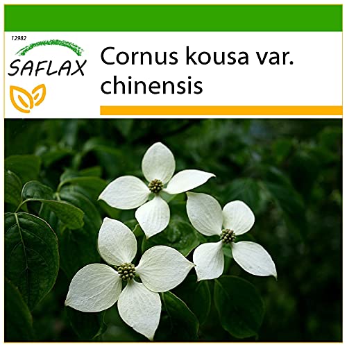 SAFLAX - Asiatischer Blüten - Hartriegel - 30 Samen - Mit keimfreiem Anzuchtsubstrat - Cornus kousa von Saflax
