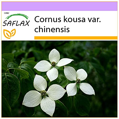 SAFLAX - Asiatischer Blüten - Hartriegel - 30 Samen - Cornus kousa von Saflax