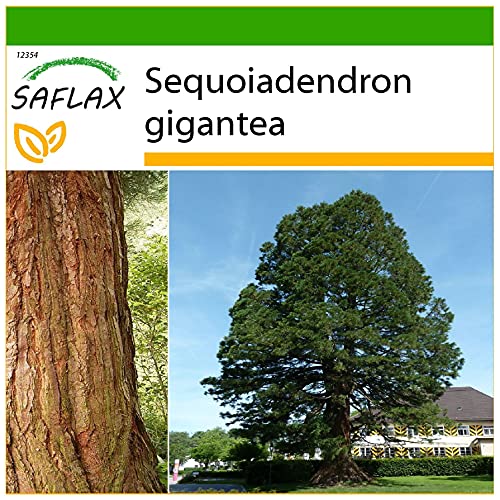 SAFLAX - Berg - Mammutbaum - 50 Samen - Mit keimfreiem Anzuchtsubstrat - Sequoiadendron gigantea von Saflax